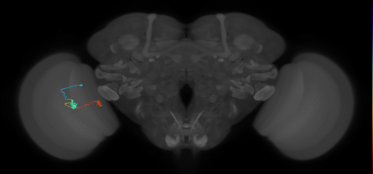 Tm5b_L (MaleCNS:524326)