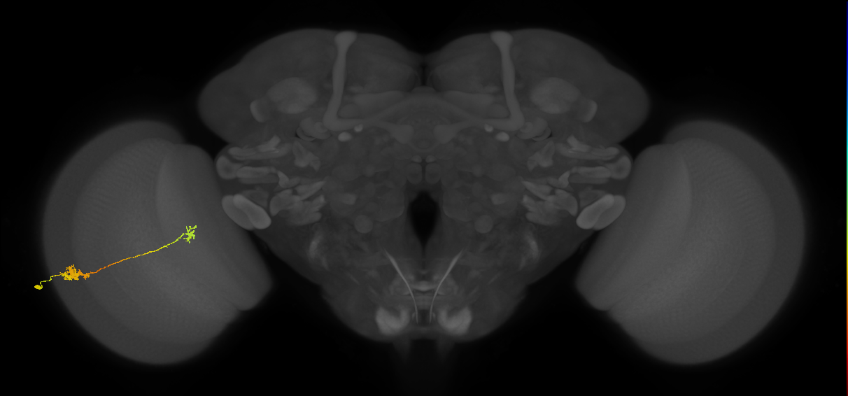 Tm5b_L (MaleCNS:104163)