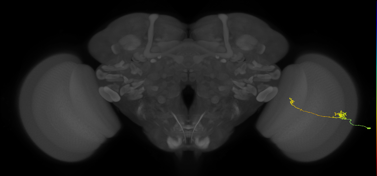 Tm5b_R (MaleCNS:84992)