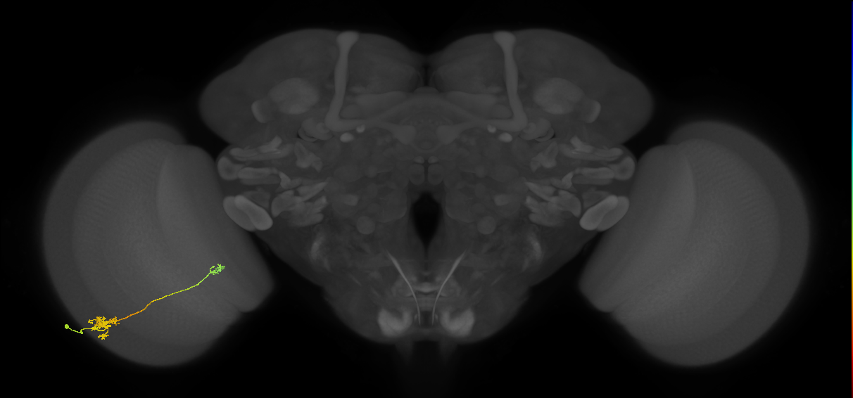 Tm5b_L (MaleCNS:70142)