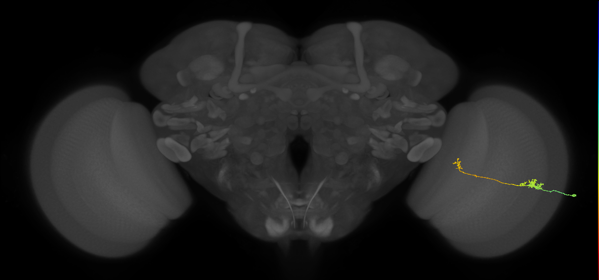 Tm5b_R (MaleCNS:132379)