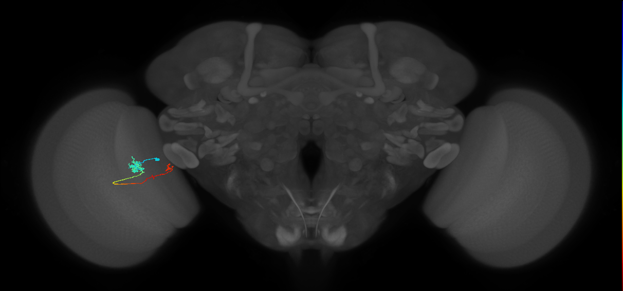 Tm5b_L (MaleCNS:100844)