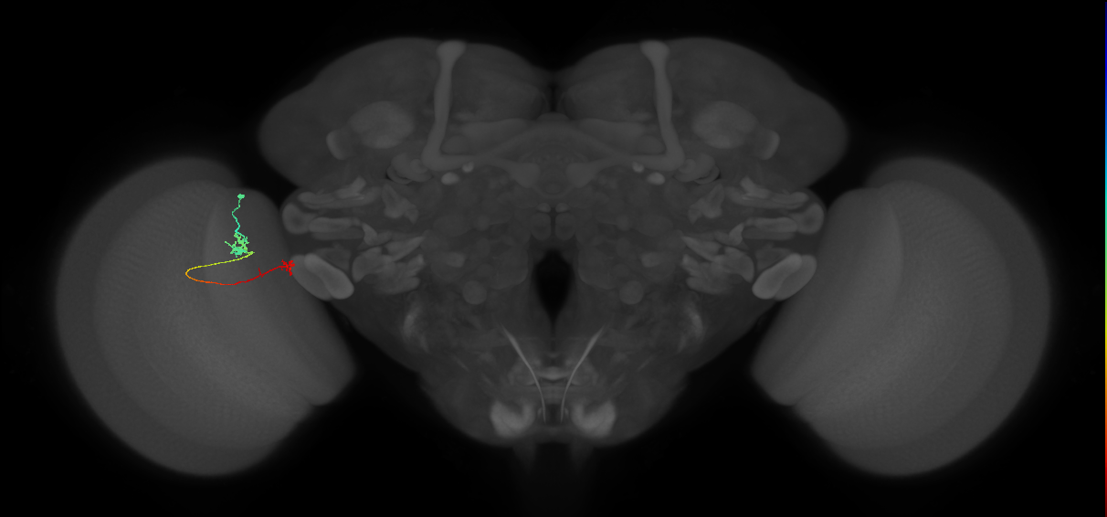 Tm5b_L (MaleCNS:203964)