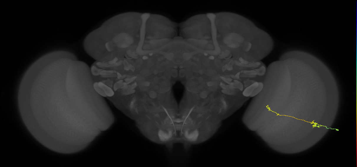 Tm5b_R (MaleCNS:97084)