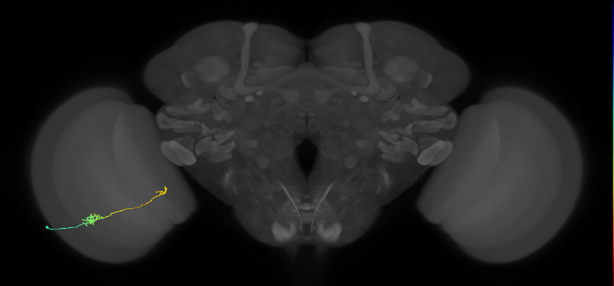 Tm5b_L (MaleCNS:517017)