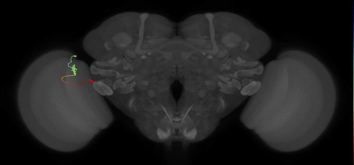 Tm5b_L (MaleCNS:201224)