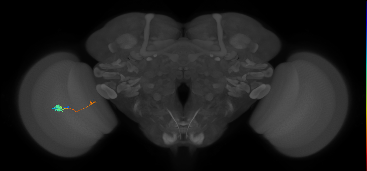 Tm5b_L (MaleCNS:545210)