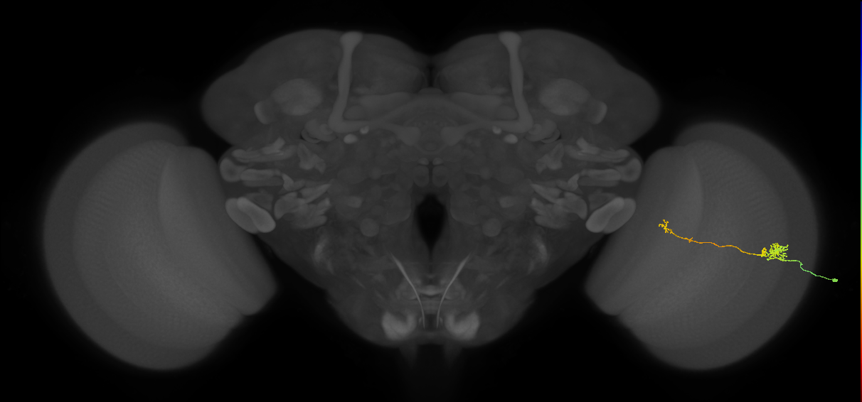 Tm5b_R (MaleCNS:136198)