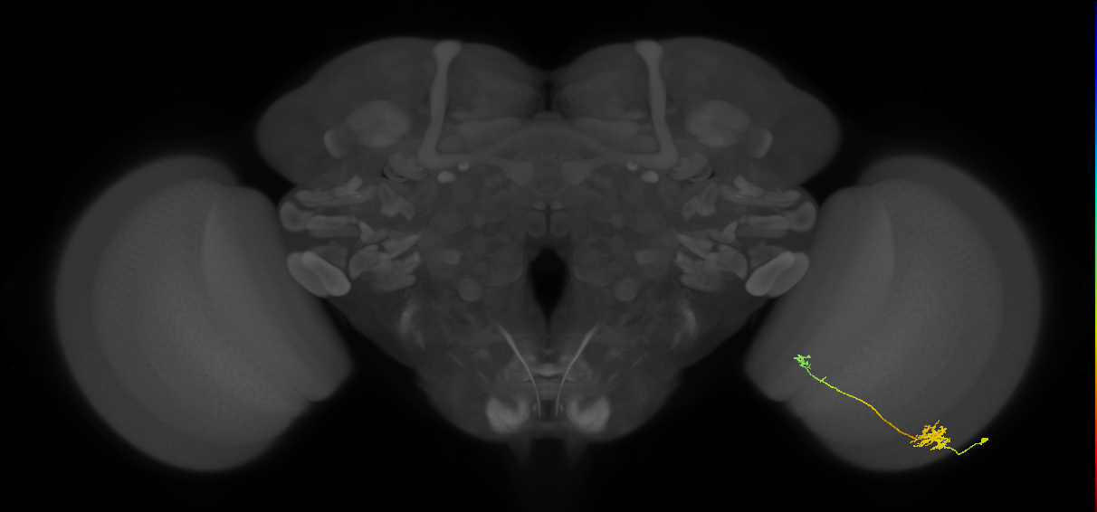 Tm5b_R (MaleCNS:76470)