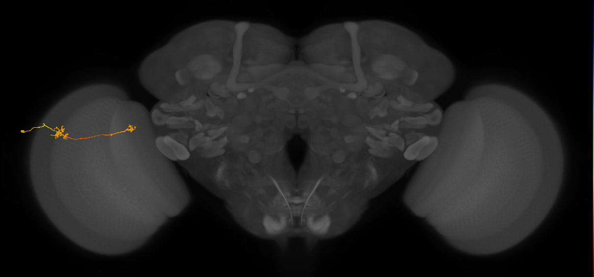Tm5b_L (MaleCNS:179458)
