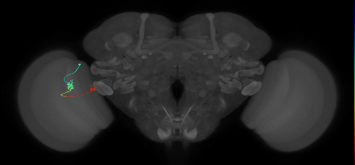 Tm5b_L (MaleCNS:147962)
