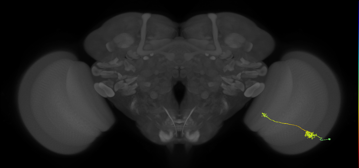 Tm5b_R (MaleCNS:74571)