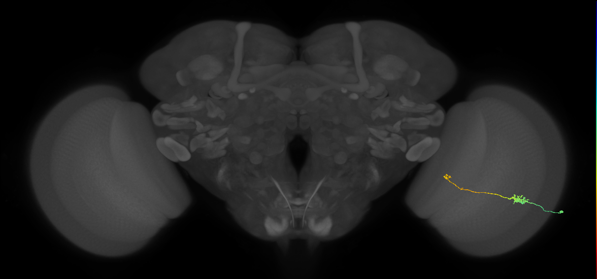 Tm5b_R (MaleCNS:96742)