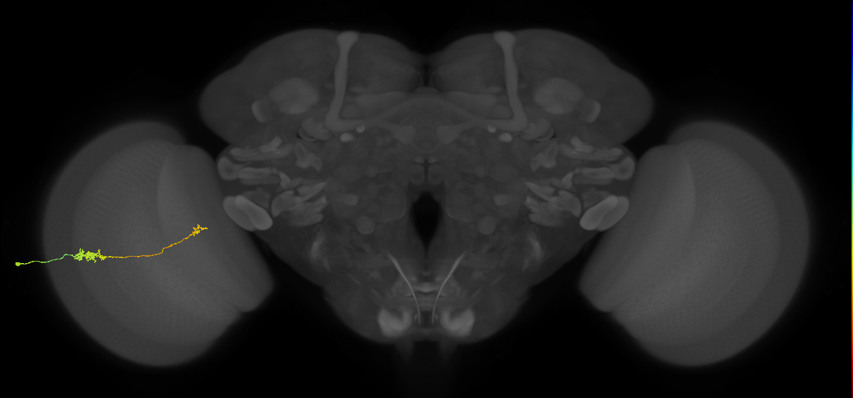 Tm5b_L (MaleCNS:152579)