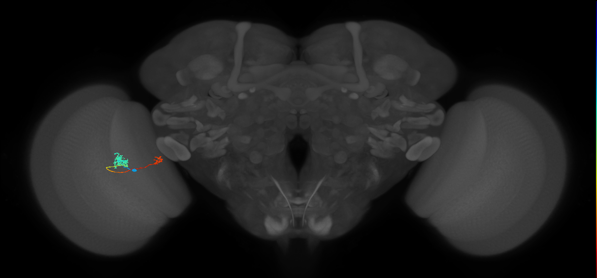Tm5b_L (MaleCNS:143983)