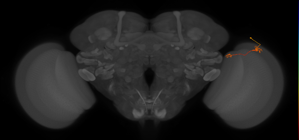 Tm5b_R (MaleCNS:134338)
