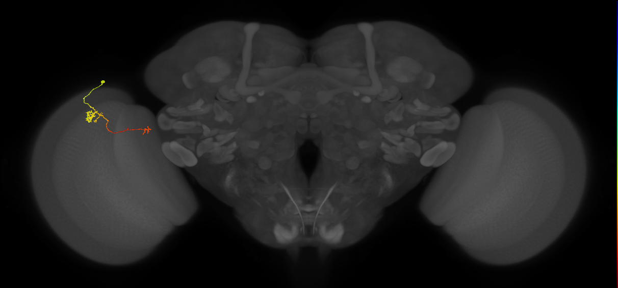Tm5b_L (MaleCNS:135242)