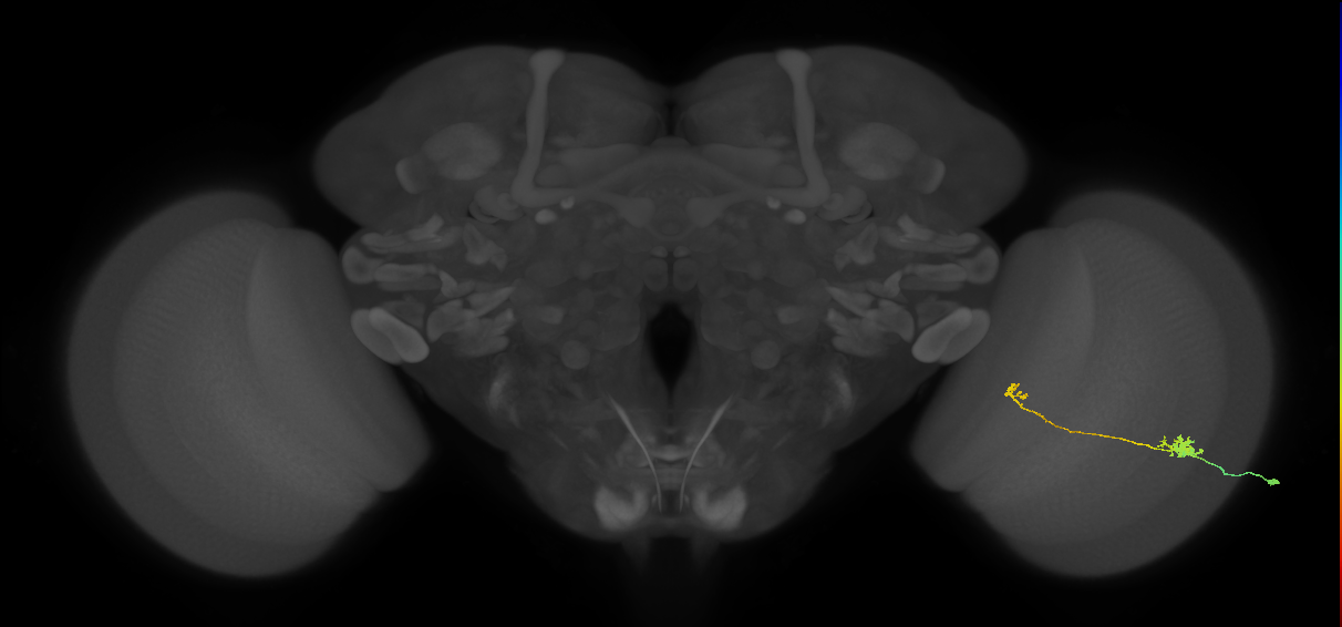 Tm5b_R (MaleCNS:75191)