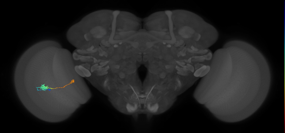 Tm5b_L (MaleCNS:81386)