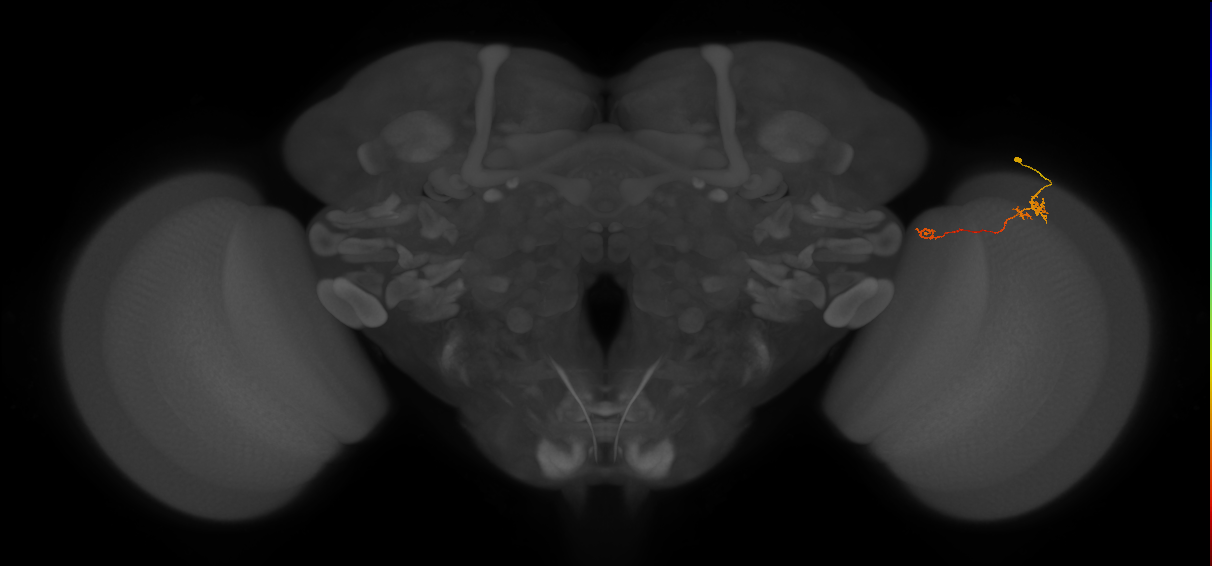 Tm5b_R (MaleCNS:134311)