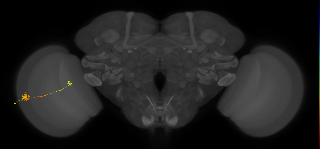 Tm5b_L (MaleCNS:536417)
