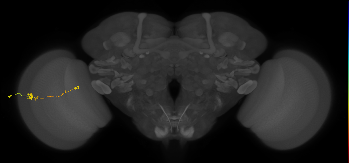 Tm5b_L (MaleCNS:518668)