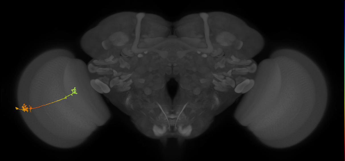 Tm5b_L (MaleCNS:16555)