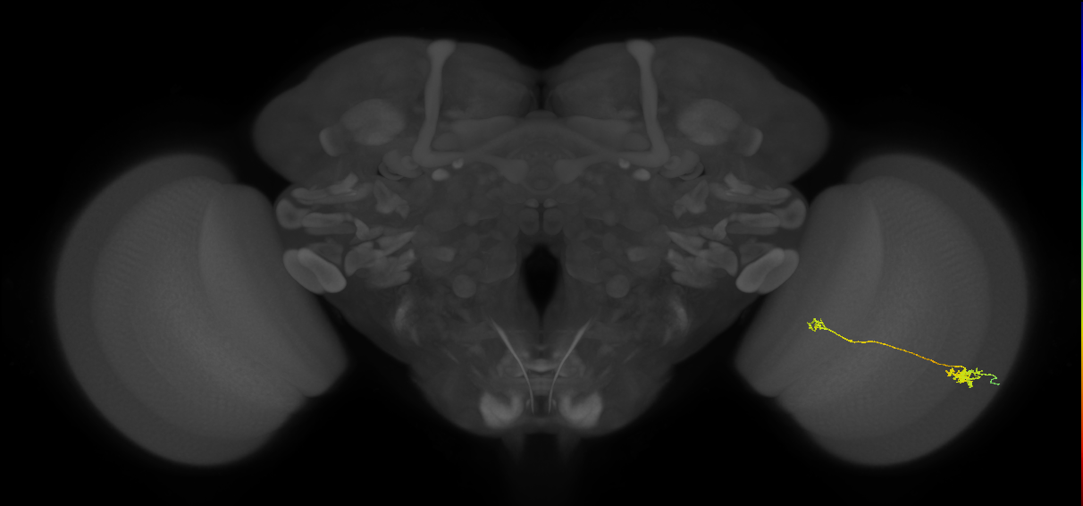 Tm5b_R (MaleCNS:122015)