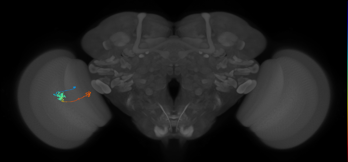 Tm5b_L (MaleCNS:521558)