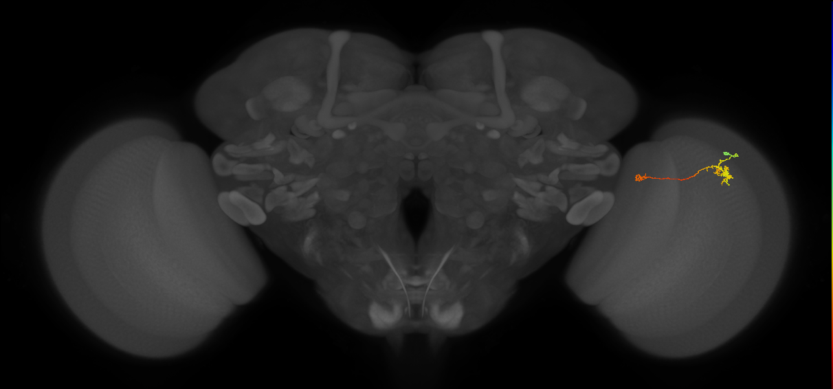 Tm5b_R (MaleCNS:529931)