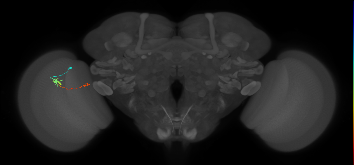 Tm5b_L (MaleCNS:191262)