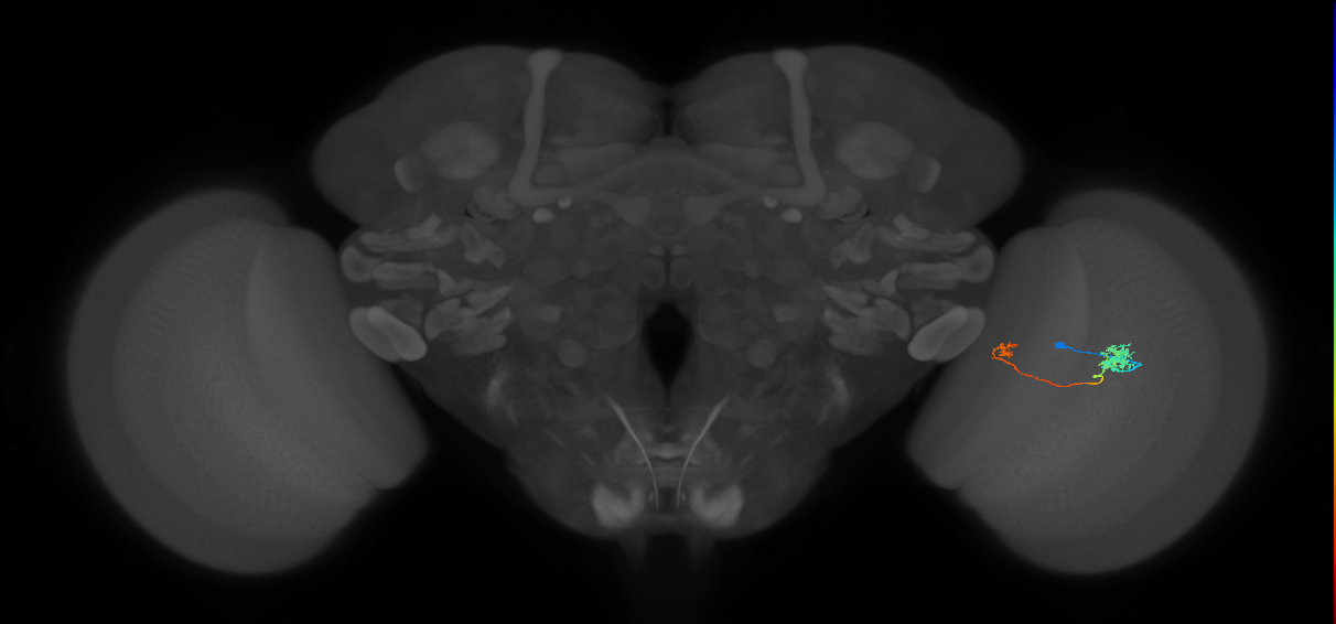 Tm5b_R (MaleCNS:82392)