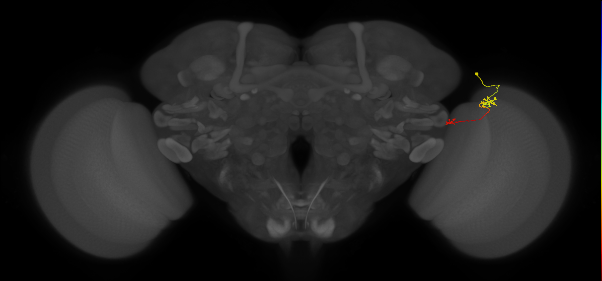 Tm5b_R (MaleCNS:131660)