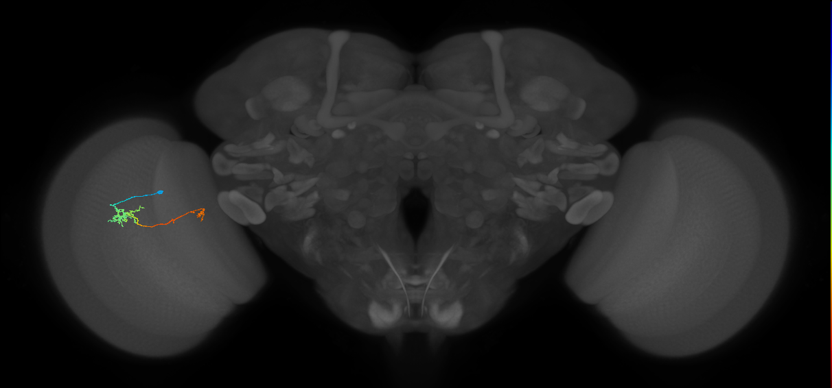 Tm5b_L (MaleCNS:516764)