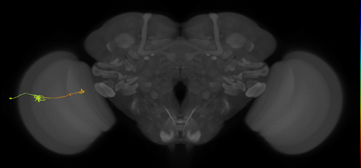 Tm5b_L (MaleCNS:98956)