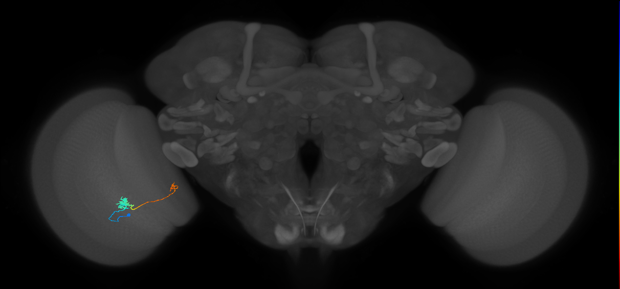 Tm5b_L (MaleCNS:99301)