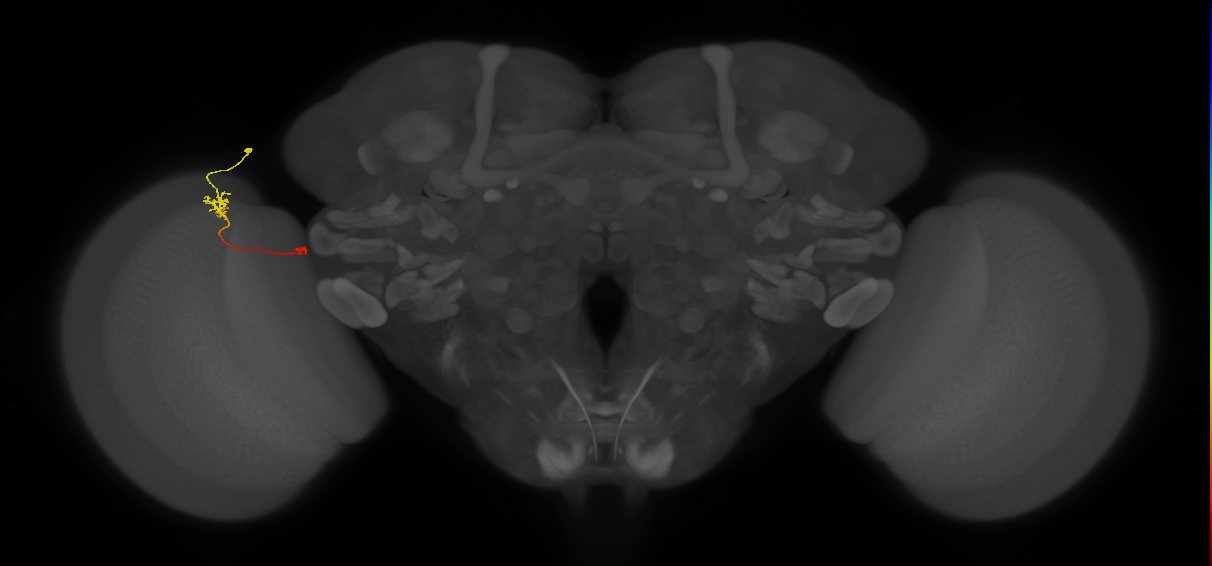 Tm5b_L (MaleCNS:86486)