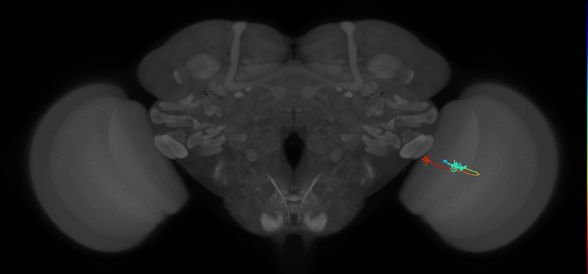 Tm5b_R (MaleCNS:115723)