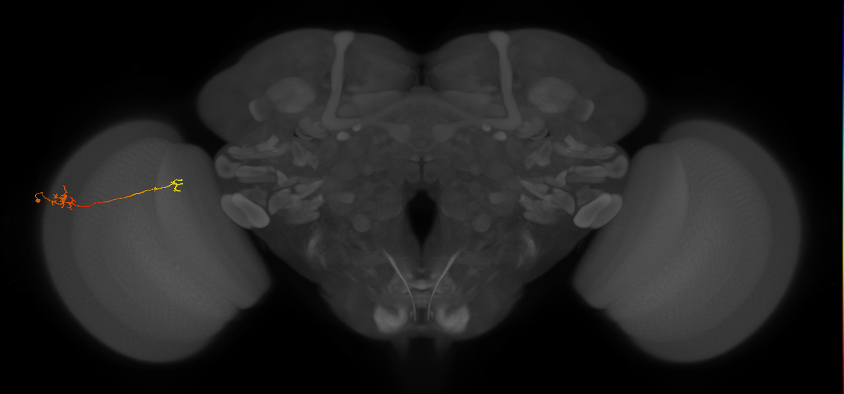 Tm5b_L (MaleCNS:122973)