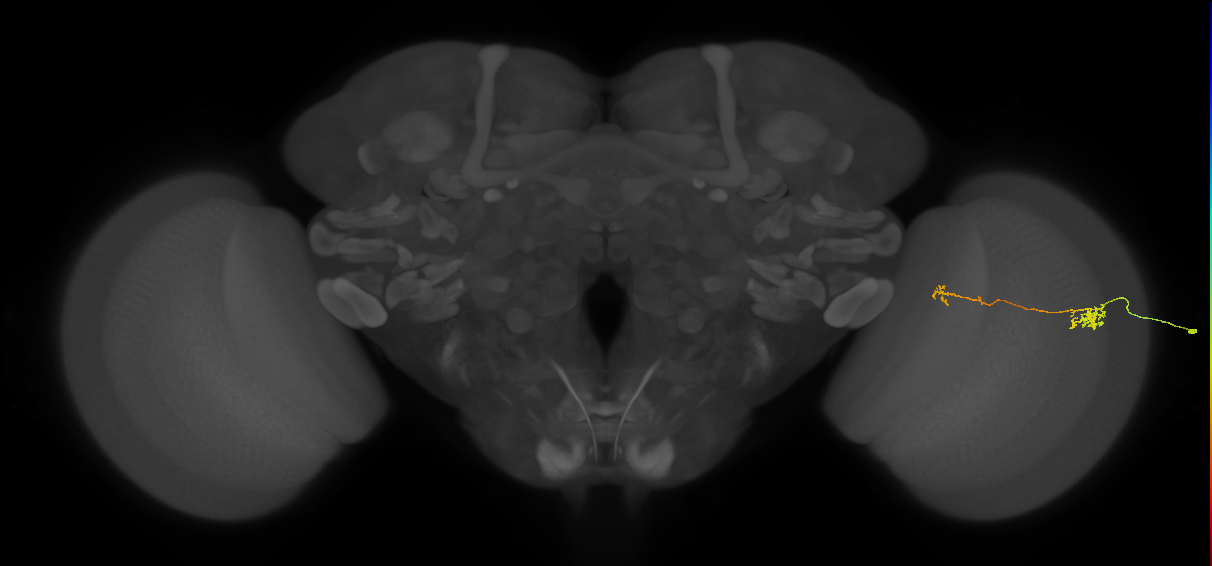 Tm5b_R (MaleCNS:145728)
