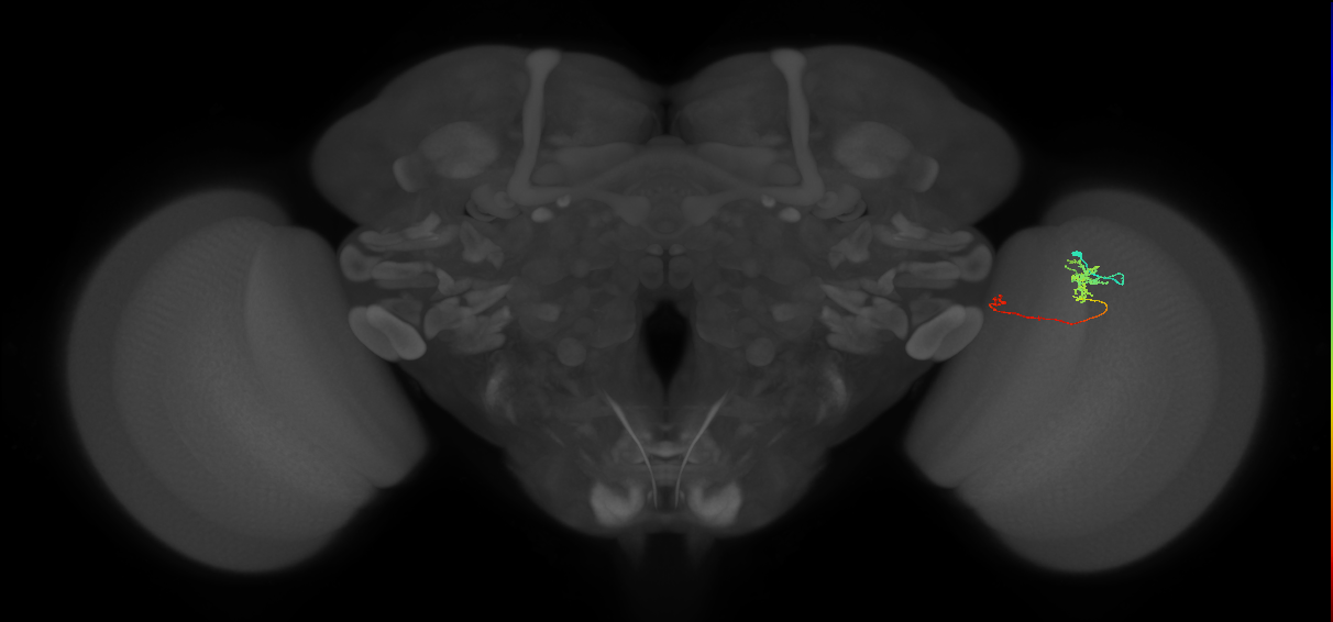 Tm5b_R (MaleCNS:134048)