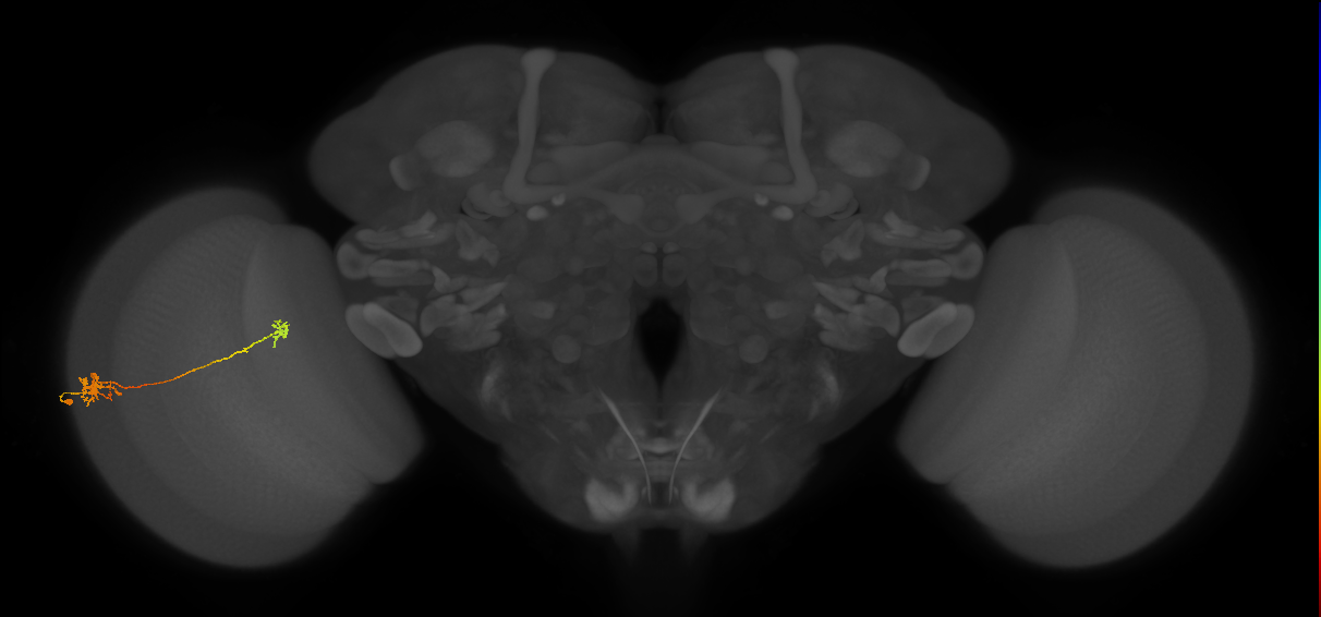 Tm5b_L (MaleCNS:51569)
