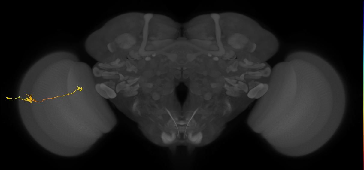 Tm5b_L (MaleCNS:100989)