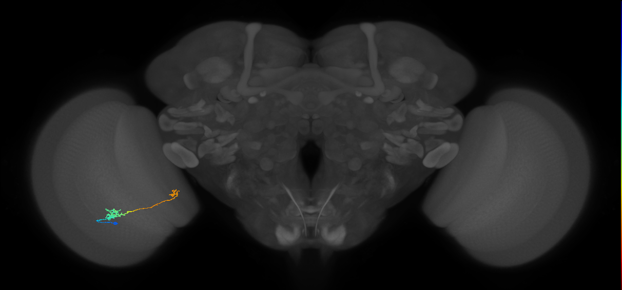 Tm5b_L (MaleCNS:536041)