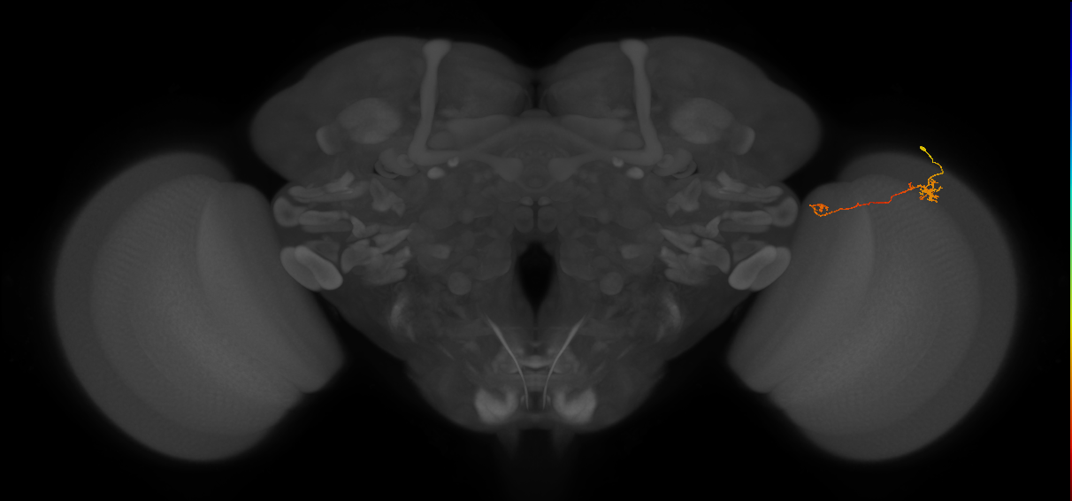Tm5b_R (MaleCNS:131822)