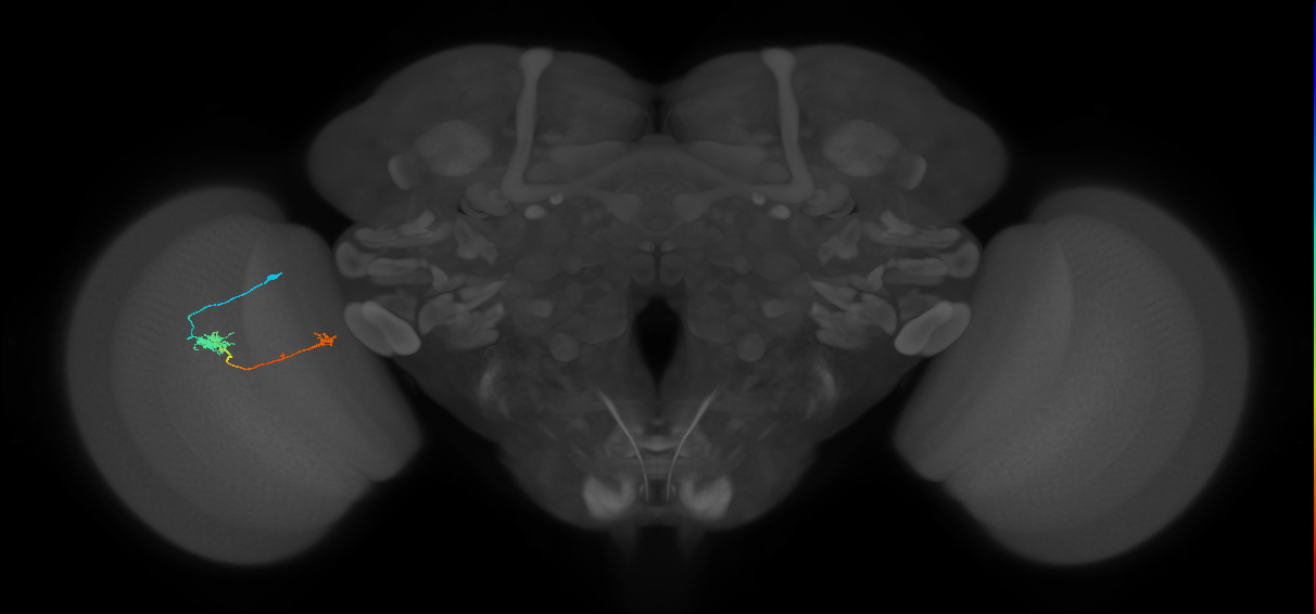 Tm5b_L (MaleCNS:149212)