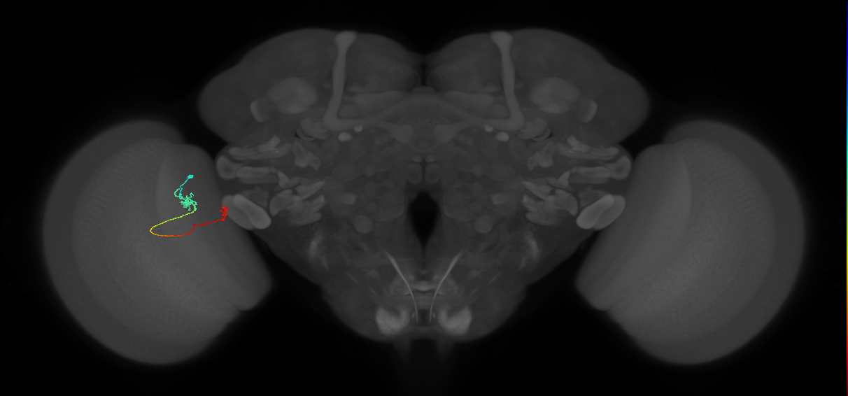 Tm5b_L (MaleCNS:165523)