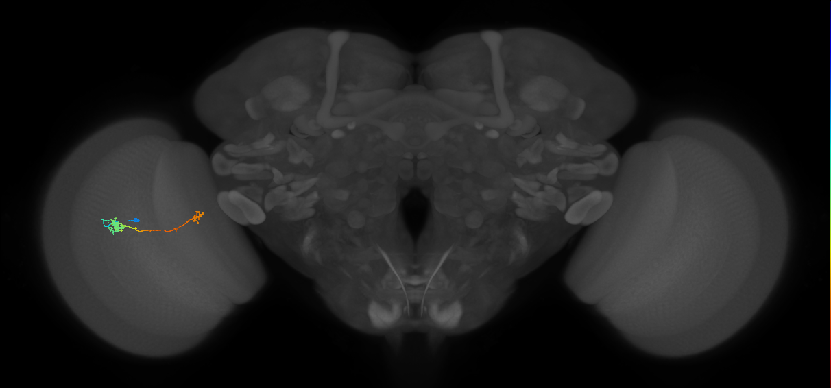 Tm5b_L (MaleCNS:100228)