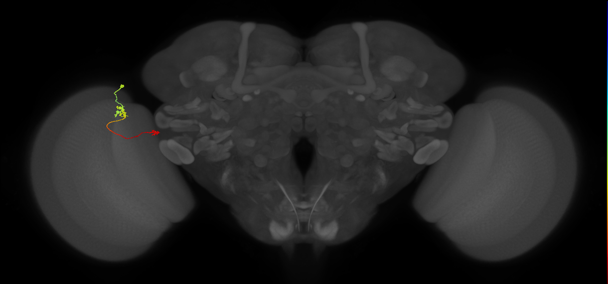 Tm5b_L (MaleCNS:126192)