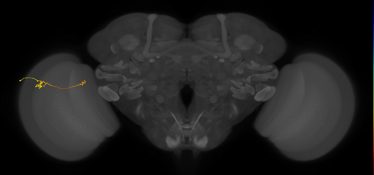 Tm5b_L (MaleCNS:133859)